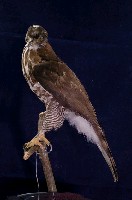 鳳頭蒼鷹藏品圖，第4張